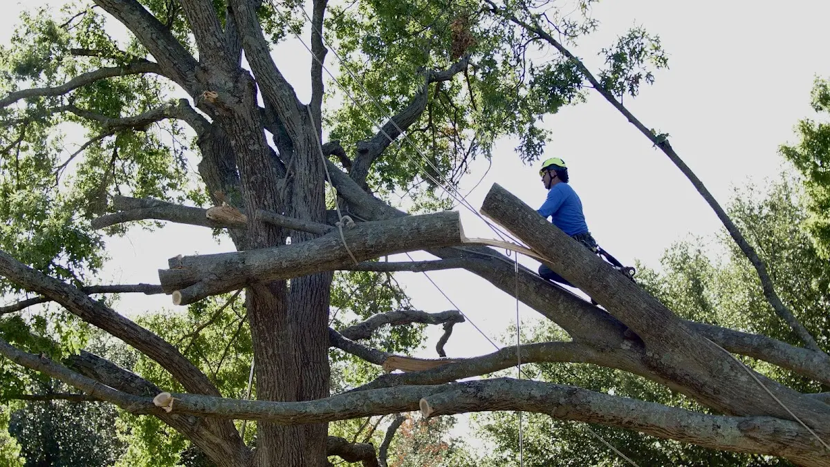 Professional Crown Thinning performed by certified arborists in Blairstown